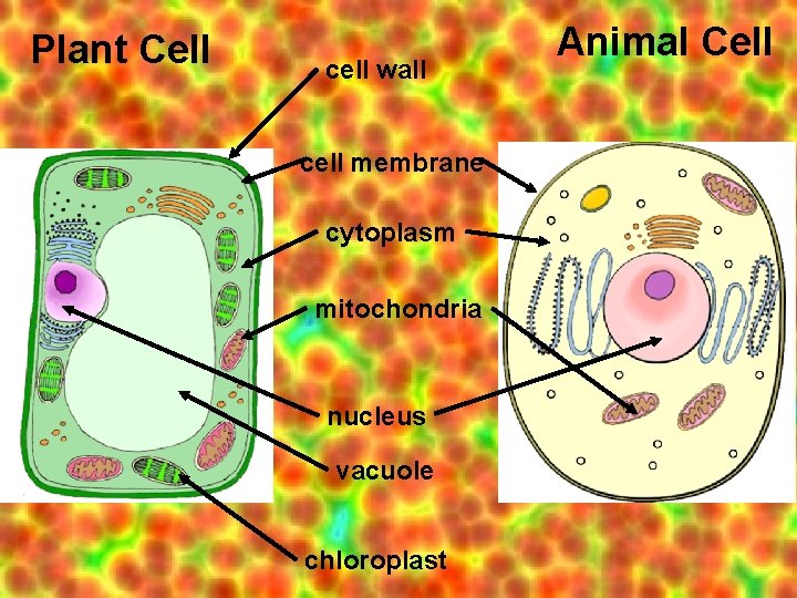 Plant Cell cell wall cell membrane cytoplasm mitochondria nucleus vacuole chloroplast Animal Cell 