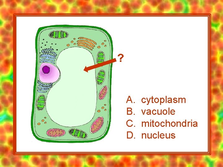 ? A. B. C. D. cytoplasm vacuole mitochondria nucleus 