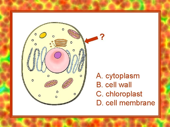 ? A. cytoplasm B. cell wall C. chloroplast D. cell membrane 