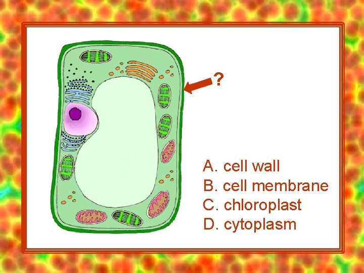 ? A. cell wall B. cell membrane C. chloroplast D. cytoplasm 
