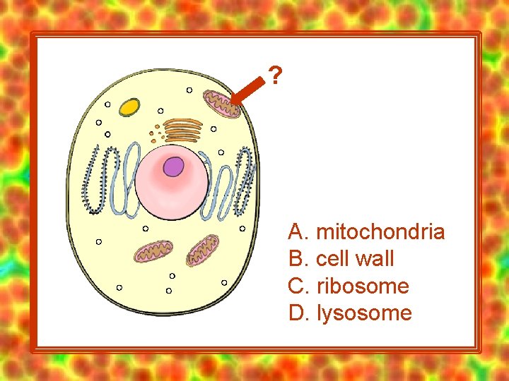 ? A. mitochondria B. cell wall C. ribosome D. lysosome 