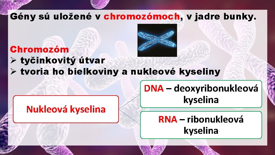 Gény sú uložené v chromozómoch, v jadre bunky. Chromozóm Ø tyčinkovitý útvar Ø tvoria