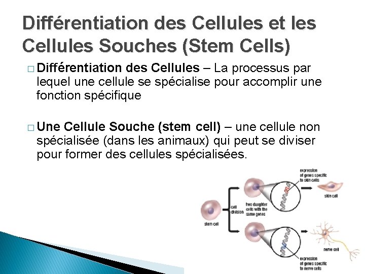 Différentiation des Cellules et les Cellules Souches (Stem Cells) � Différentiation des Cellules –