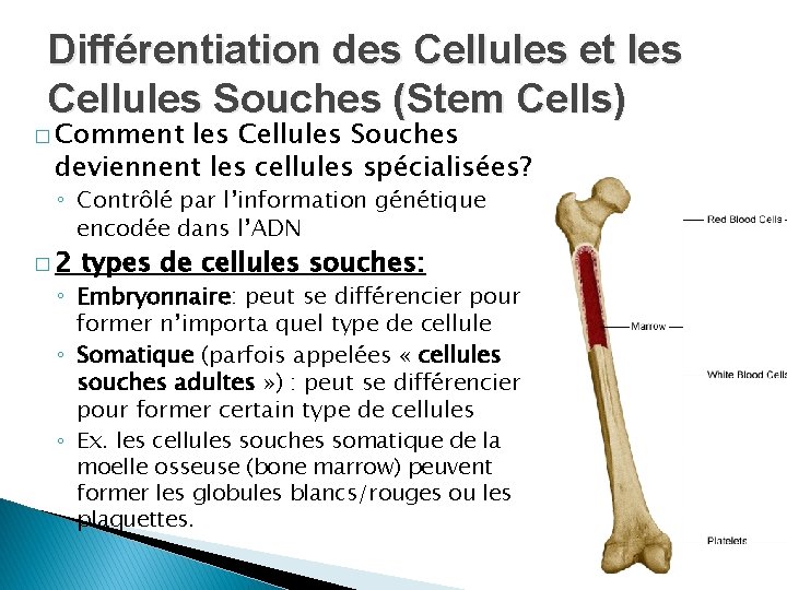 Différentiation des Cellules et les Cellules Souches (Stem Cells) � Comment les Cellules Souches