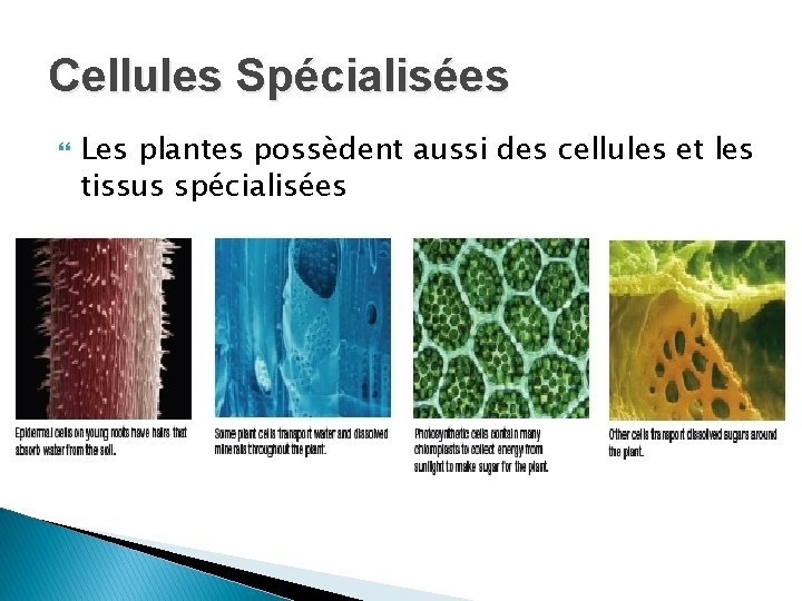 Cellules Spécialisées Les plantes possèdent aussi des cellules et les tissus spécialisées 