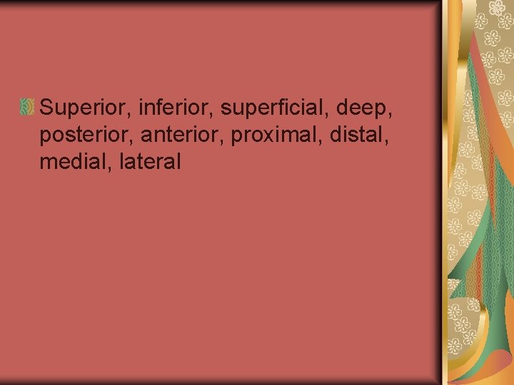 Superior, inferior, superficial, deep, posterior, anterior, proximal, distal, medial, lateral 