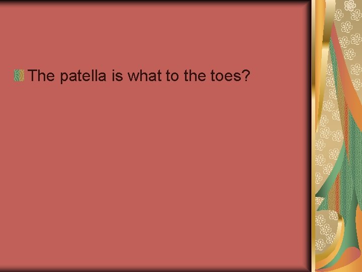 The patella is what to the toes? 
