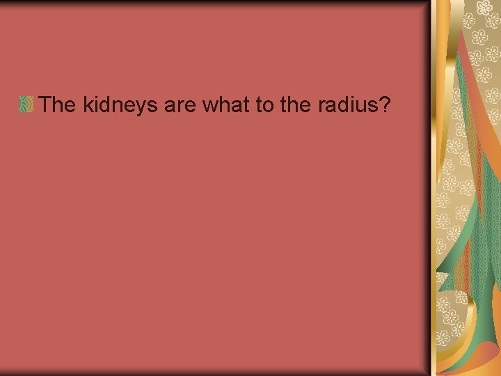 The kidneys are what to the radius? 