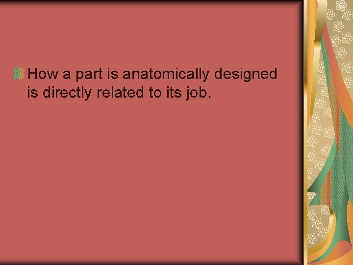 How a part is anatomically designed is directly related to its job. 