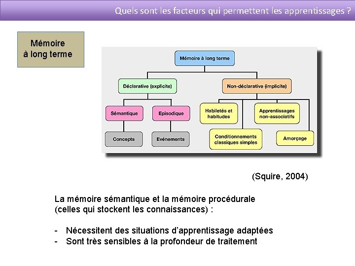 Quels sont les facteurs qui permettent les apprentissages ? Mémoire à long terme (Squire,