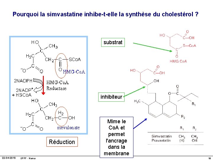 Pourquoi la simvastatine inhibe-t-elle la synthèse du cholestérol ? substrat inhibiteur Réduction 22 -04