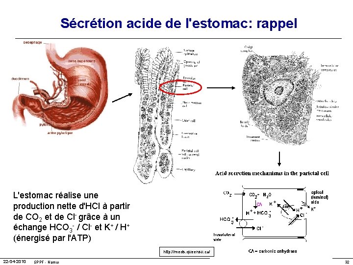 Sécrétion acide de l'estomac: rappel L'estomac réalise une production nette d'HCl à partir de