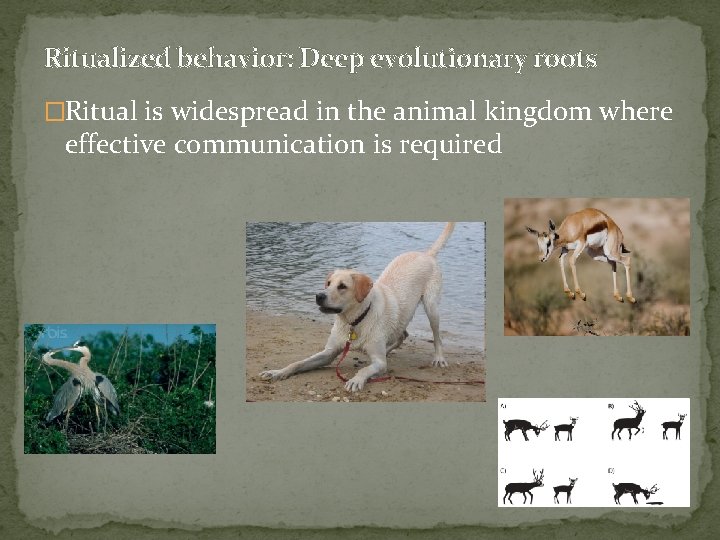 Ritualized behavior: Deep evolutionary roots �Ritual is widespread in the animal kingdom where effective