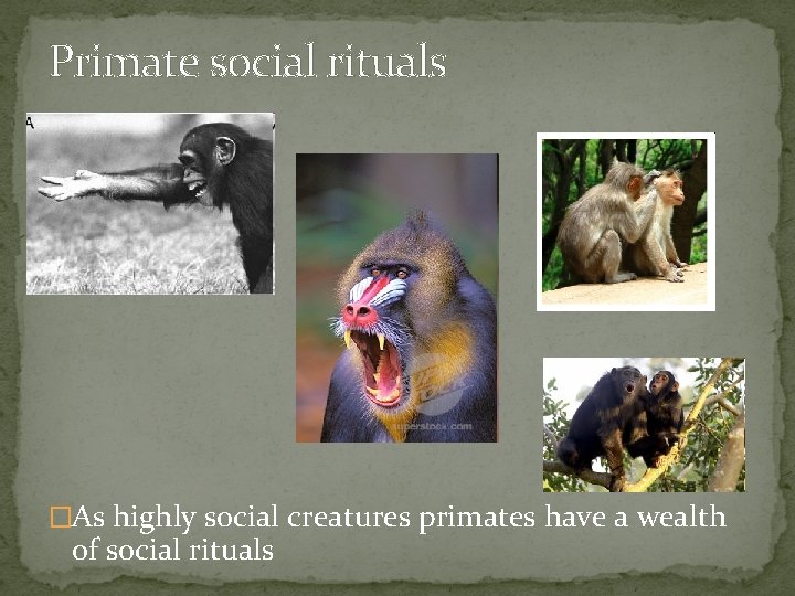 Primate social rituals �As highly social creatures primates have a wealth of social rituals