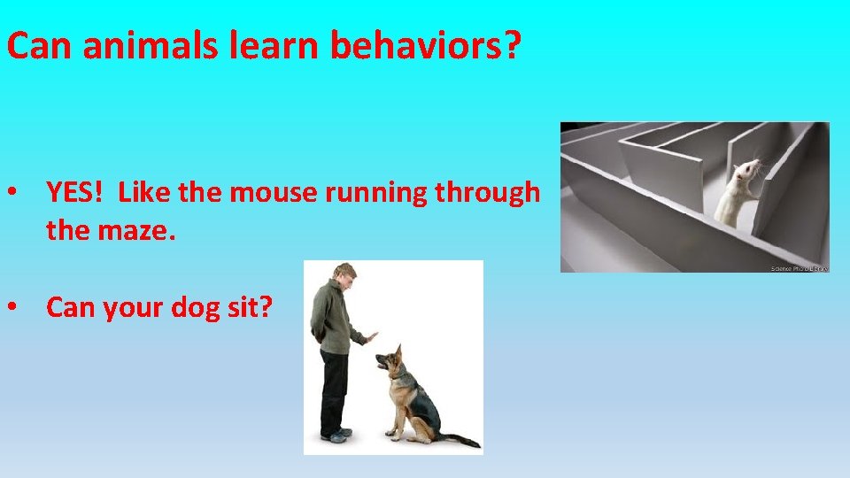 Can animals learn behaviors? • YES! Like the mouse running through the maze. •