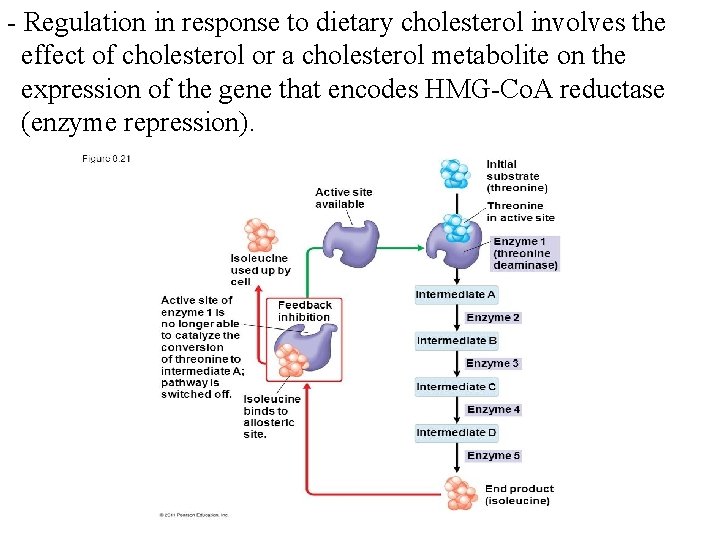 - Regulation in response to dietary cholesterol involves the effect of cholesterol or a