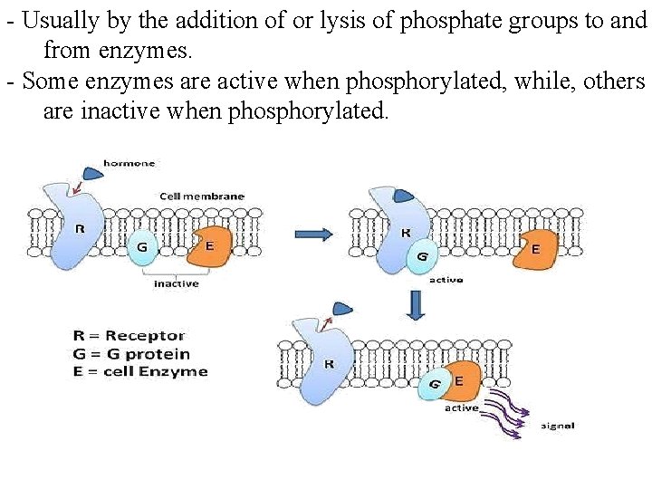 - Usually by the addition of or lysis of phosphate groups to and from