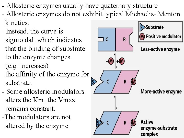 - Allosteric enzymes usually have quaternary structure - Allosteric enzymes do not exhibit typical