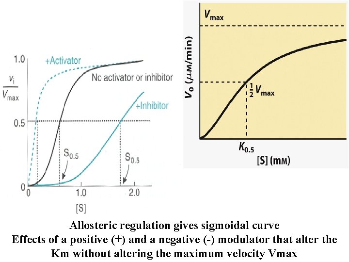Allosteric regulation gives sigmoidal curve Effects of a positive (+) and a negative (-)