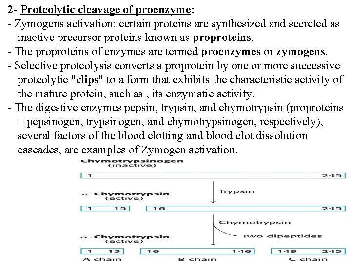 2 - Proteolytic cleavage of proenzyme: - Zymogens activation: certain proteins are synthesized and