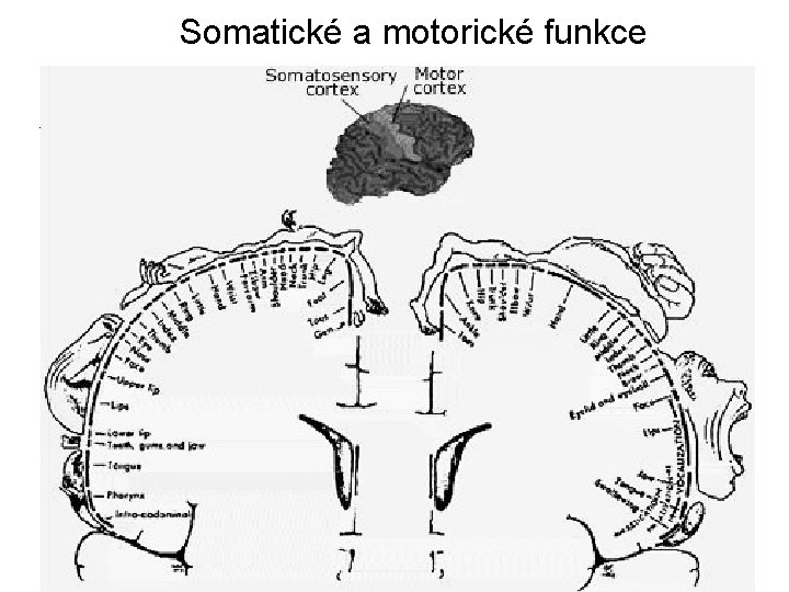 Somatické a motorické funkce 