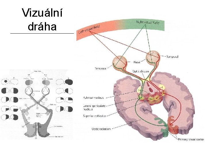 Vizuální dráha 