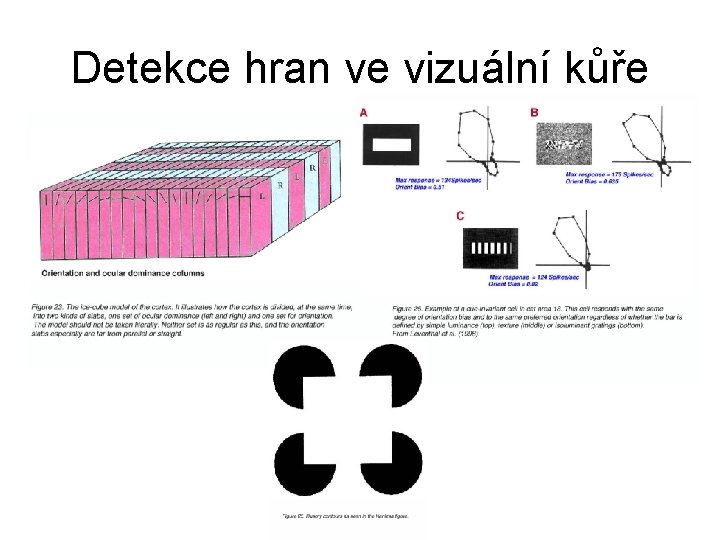 Detekce hran ve vizuální kůře 