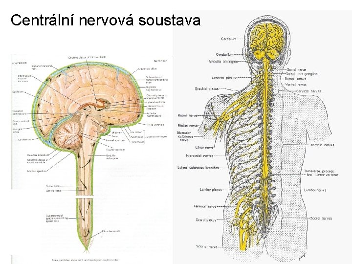 Centrální nervová soustava 