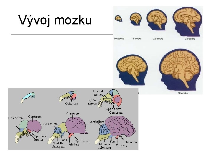 Vývoj mozku 