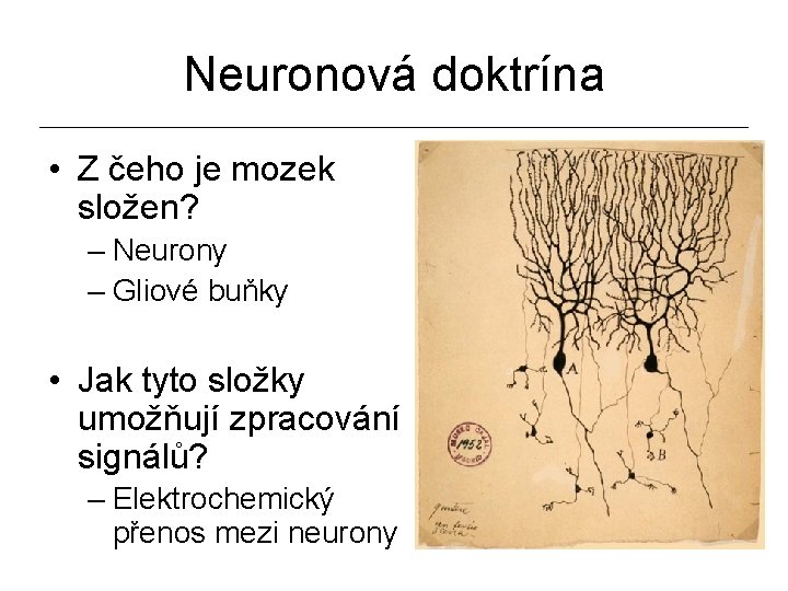 Neuronová doktrína • Z čeho je mozek složen? – Neurony – Gliové buňky •