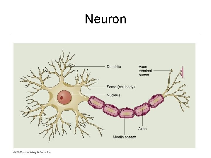 Neuron 