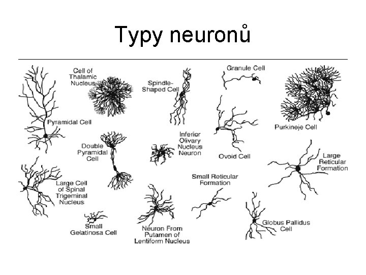 Typy neuronů 