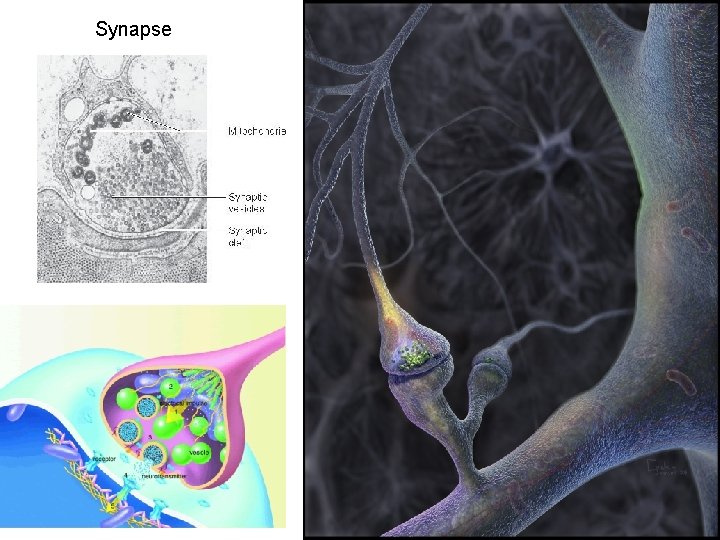 Synapse 