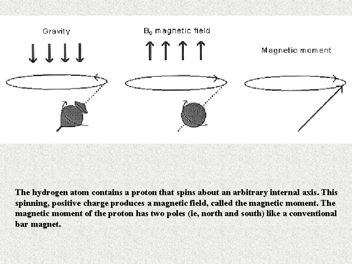 The hydrogen atom contains a proton that spins about an arbitrary internal axis. This