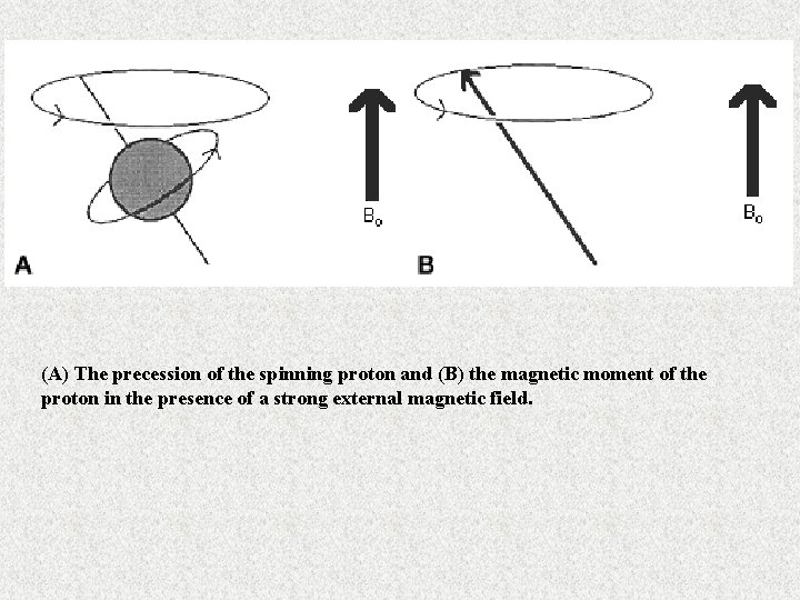 (A) The precession of the spinning proton and (B) the magnetic moment of the