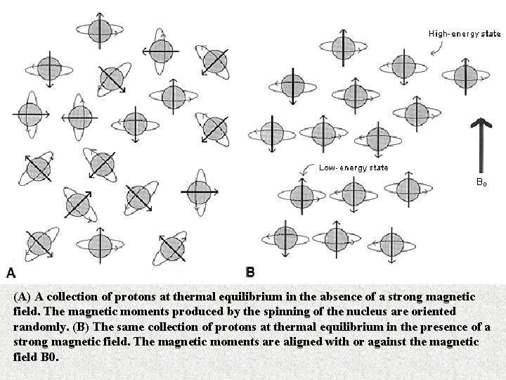(A) A collection of protons at thermal equilibrium in the absence of a strong