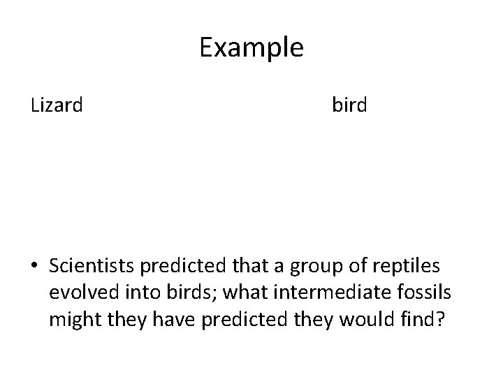 Example Lizard bird • Scientists predicted that a group of reptiles evolved into birds; Example Lizard bird • Scientists predicted that a group of reptiles evolved into birds;