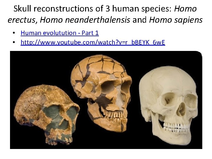 Skull reconstructions of 3 human species: Homo erectus, Homo neanderthalensis and Homo sapiens • Skull reconstructions of 3 human species: Homo erectus, Homo neanderthalensis and Homo sapiens •