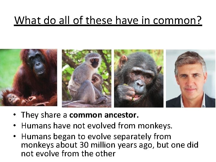 What do all of these have in common? • They share a common ancestor. What do all of these have in common? • They share a common ancestor.