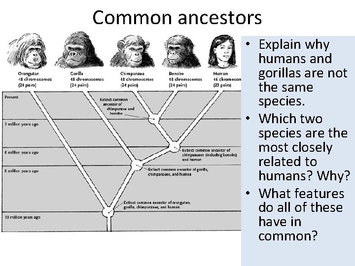 Common ancestors • Explain why humans and gorillas are not the same species. • Common ancestors • Explain why humans and gorillas are not the same species. •