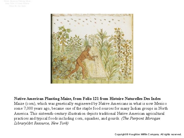 Native American Planting Maize, from Folio 121 from Histoire Naturelles Des Indes Maize (corn),
