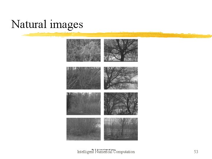 Natural images Intelligent Numerical Computation 53 