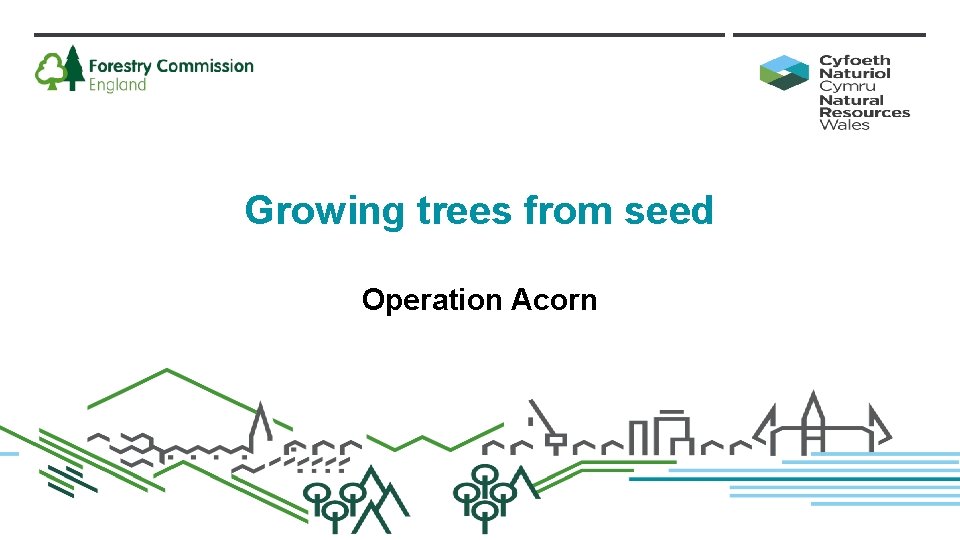 Growing trees from seed Operation Acorn 