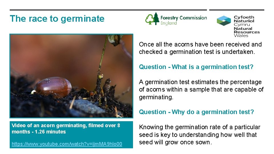 The race to germinate Once all the acorns have been received and checked a