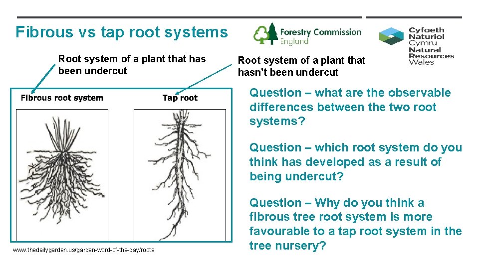 Fibrous vs tap root systems Root system of a plant that has been undercut
