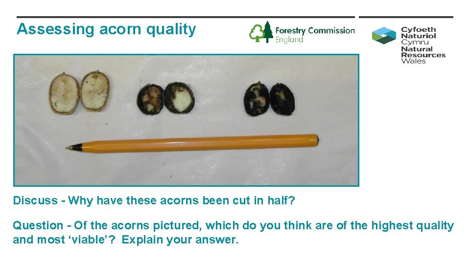 Assessing acorn quality Discuss - Why have these acorns been cut in half? Question