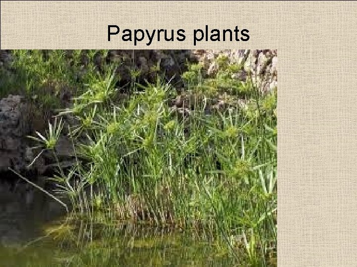 Papyrus plants 