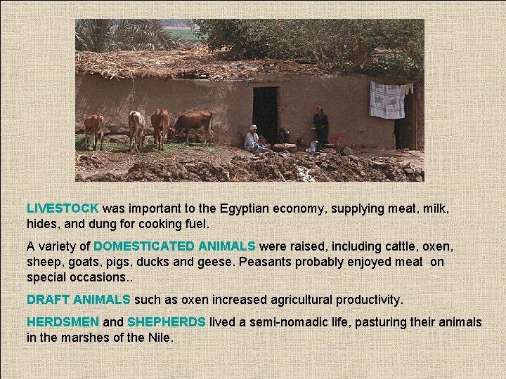 LIVESTOCK was important to the Egyptian economy, supplying meat, milk, hides, and dung for