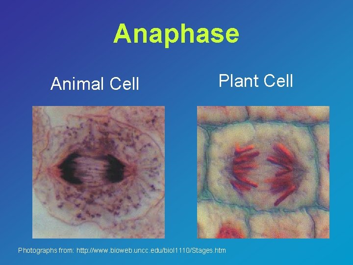 Anaphase Animal Cell Plant Cell Photographs from: http: //www. bioweb. uncc. edu/biol 1110/Stages. htm