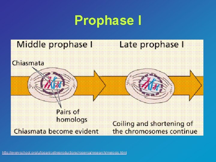 Prophase I http: //everyschool. org/u/logan/cellreproductionx/rogersa/research/meiosis. html 